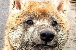 开云体育中国-历史性横扫！辛杜关键制胜，印度队掀翻羽坛旧秩序