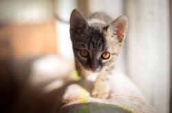 开云体育平台APP-竞技宇宙错乱之夜，当北京首钢轻取菲尼克斯，勒布朗在欧冠淘汰赛接管比赛