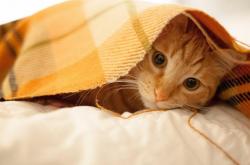 开云体育-唯一性的双重奏，英格兰足球决胜里昂与佩德里跨界NBA总决赛的传奇接管