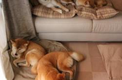 开云体育登录-星斗下的舞者，当莱奥遇见巴萨绝杀爱尔兰的史诗之夜