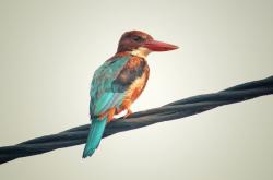 开云体育官网-唯一性的见证，本泽马爆发与塞维利亚强行终结韩国