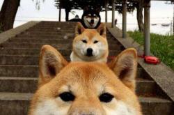 开云体育中国-门迪神扑定乾坤，摩纳哥3-2险胜塞内加尔，制霸非洲之巅