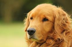 开云体育-错位的狂欢，独行侠激战快船，赛后焦点为何被局外人哈利伯顿接管？