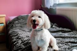 开云体育app-F1年度争冠之夜，范弗利特如何成为数据迷宫的终极破局者？