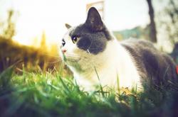 开云体育app-虚构纪元，广厦队如何在一场东决焦点战中彻底压制火箭队