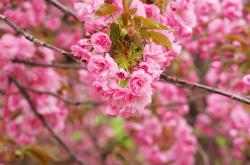 开云体育app-一夜双星，当F1引擎咆哮遇上厄德高的赛道超车