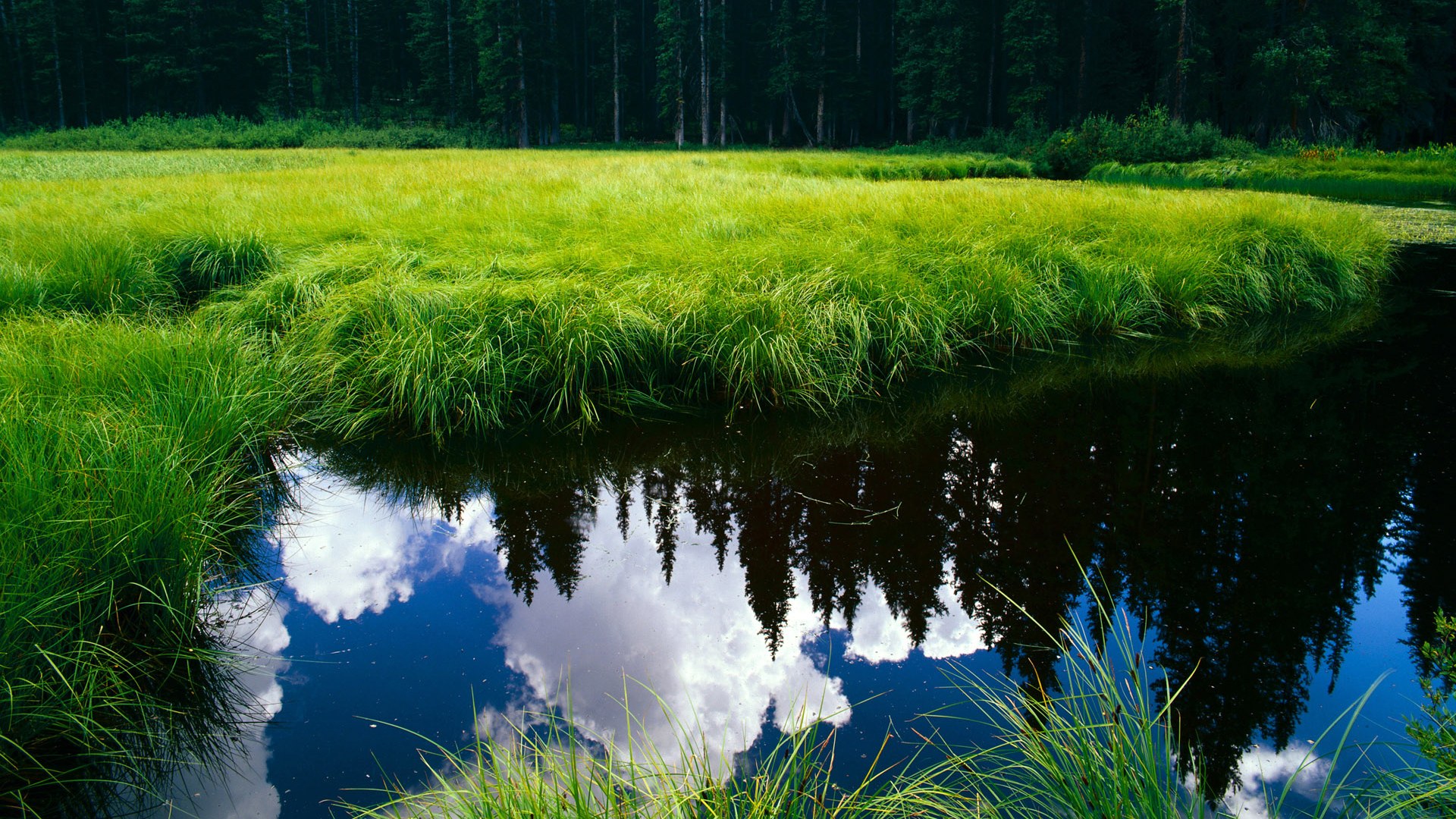 绿茵场与乒乓桌的共振,当葡萄牙队力克奥地利,林高远带队取胜