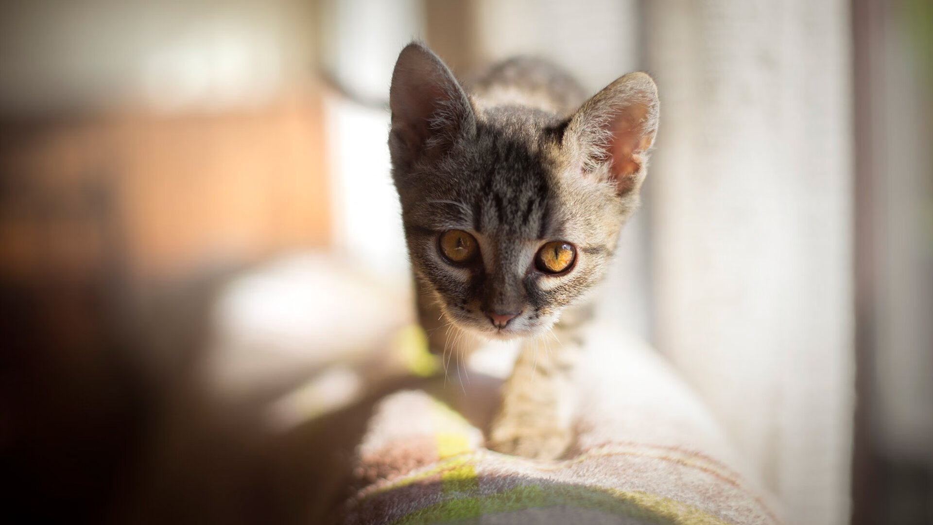 竞技宇宙错乱之夜，当北京首钢轻取菲尼克斯，勒布朗在欧冠淘汰赛接管比赛