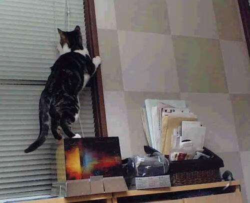 双星闪耀夜,国家德比的喧嚣与塔图姆的寂静超越