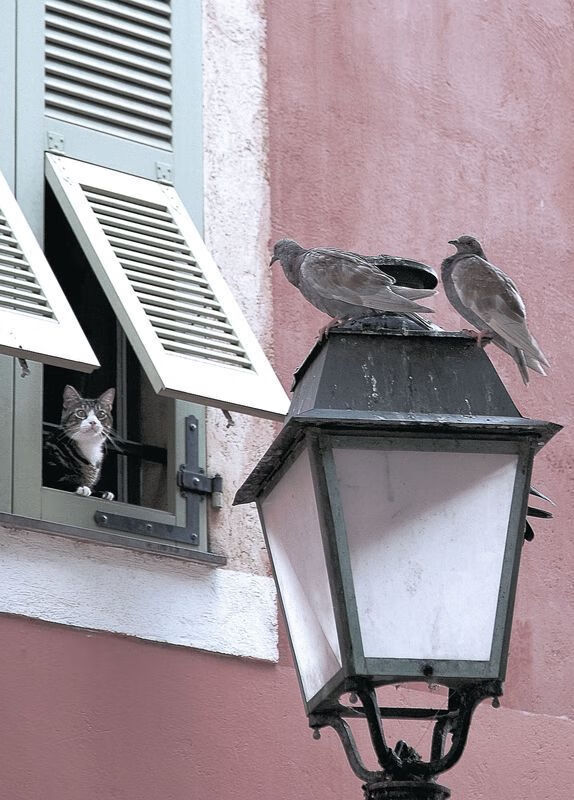钢索上共舞，马刺以节奏掌控广厦，小贾伦如何化身关键先生