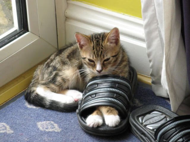 暗夜轰鸣，布克数据全面爆炸，雷霆团队硬仗突破步行者