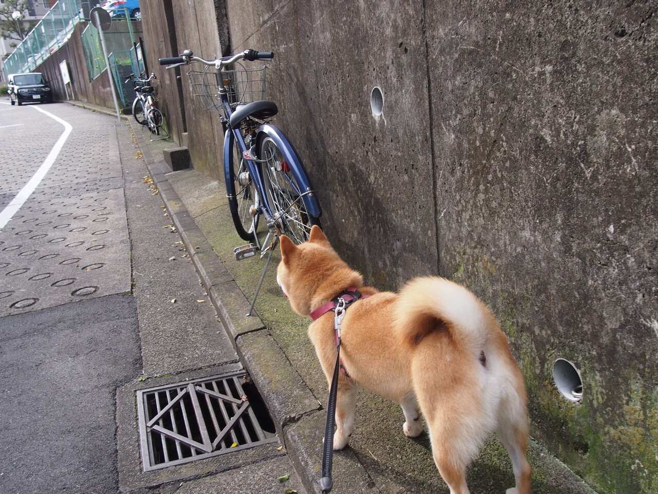 快与重的交响，库里箭雨破盾，雷霆铁蹄踏林