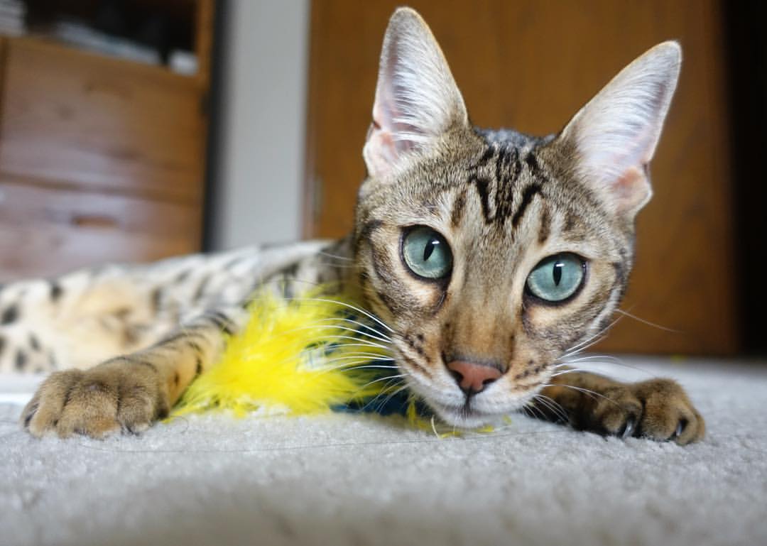 凯恩闪耀全场一锤定音,哥伦比亚球队单节爆发锁定胜局