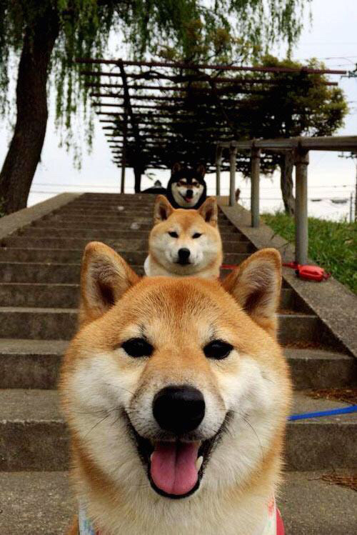 门迪神扑定乾坤,摩纳哥3-2险胜塞内加尔,制霸非洲之巅