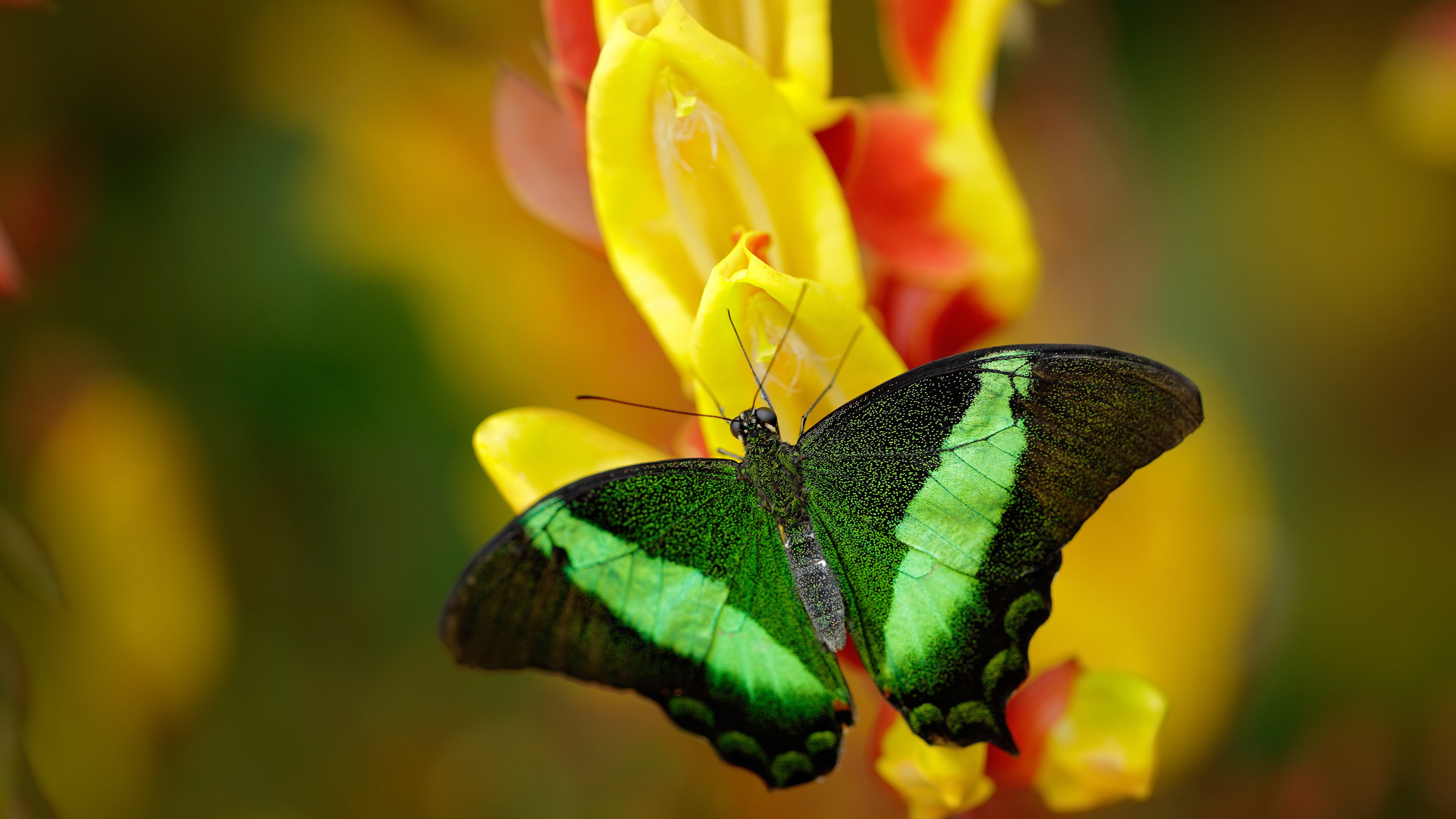 草根的胜利，伊萨克惊天一脚，几内亚刺破日本足球黎明