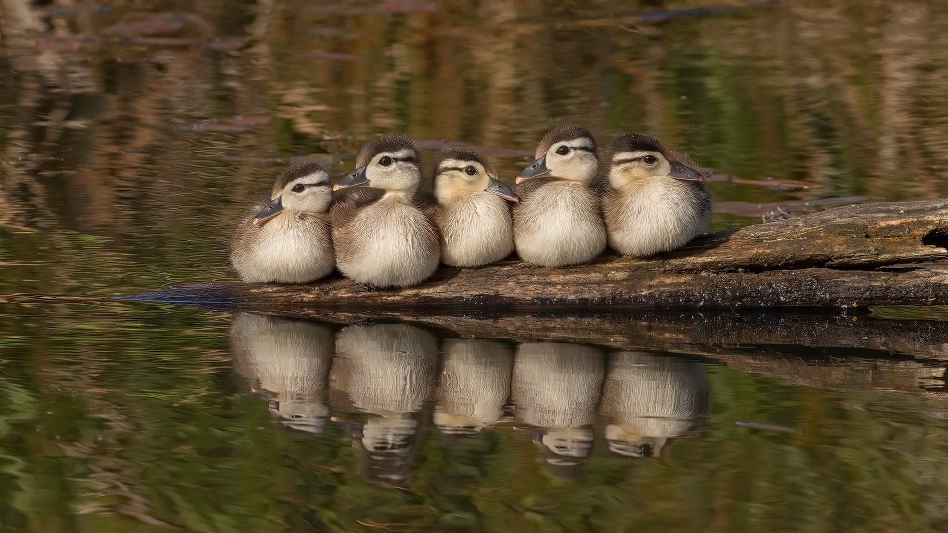 武切维奇37+12背后，爵士防守交响乐如何全面压制步行者