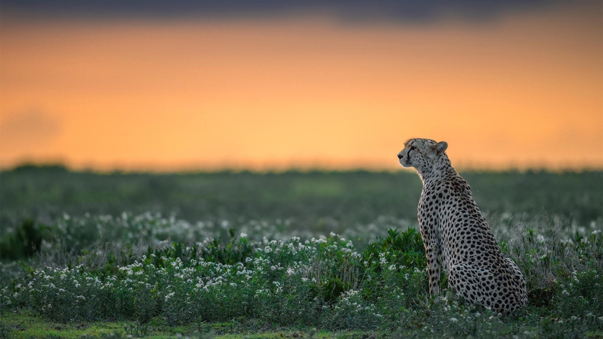 德甲争冠战暗藏红箭，塞内加尔足球的胜利