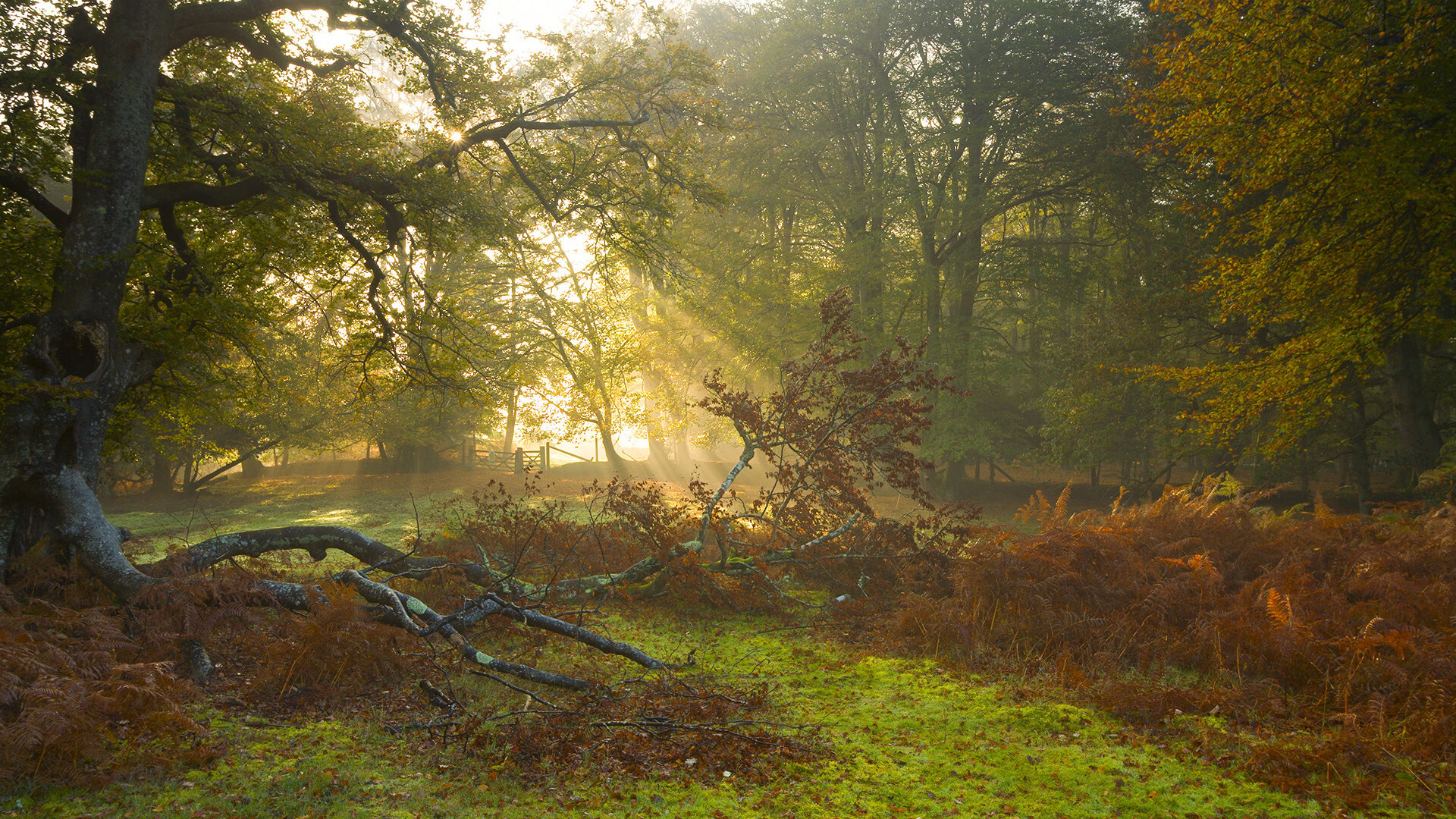 委内瑞拉心跳，马德里脉搏，帕尔默如何成为马竞唯一的节奏大师