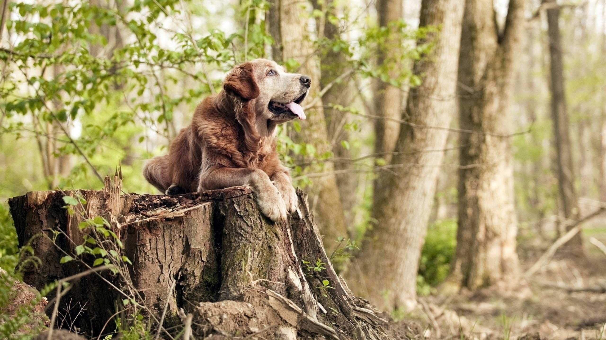 赛特神矛刺穿红白盾,托尼交响乐定鼎德甲,足球双城记中的唯一性胜利