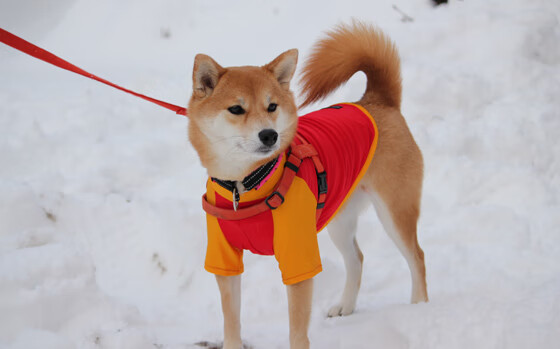 逆转之夜！乔治狂飙30+接管排名战，凯尔特人绝地翻盘猛龙