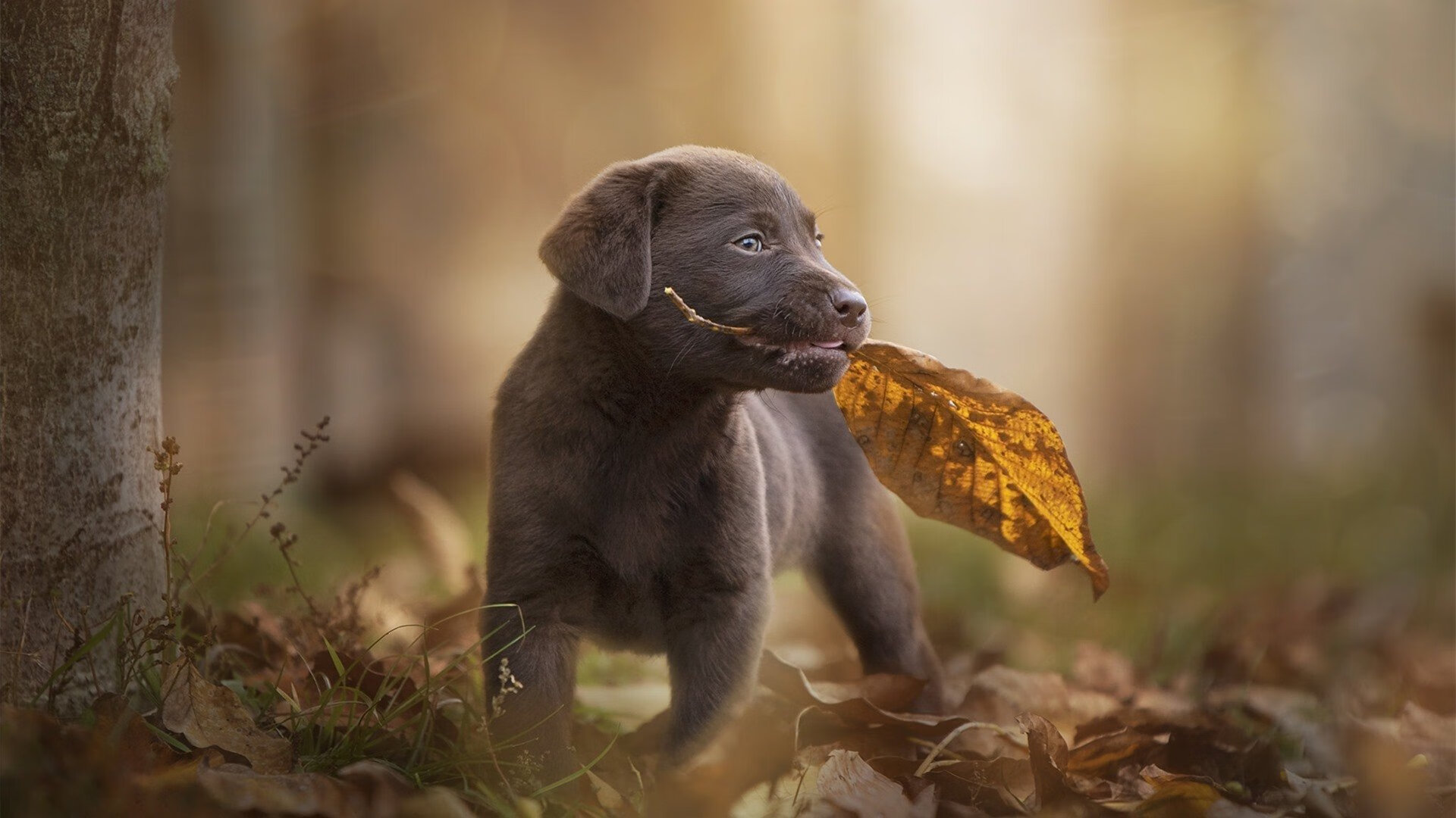 美式单体爆破VS中式整体重压，哈利伯顿绝境重生与辽宁铁壁降服尼克斯