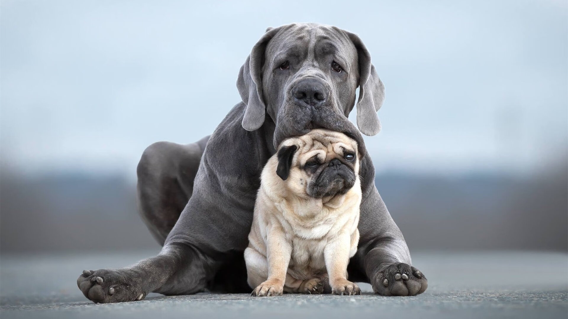 东方之巅,西方利爪,老鹰对阵广东,谁与争锋?