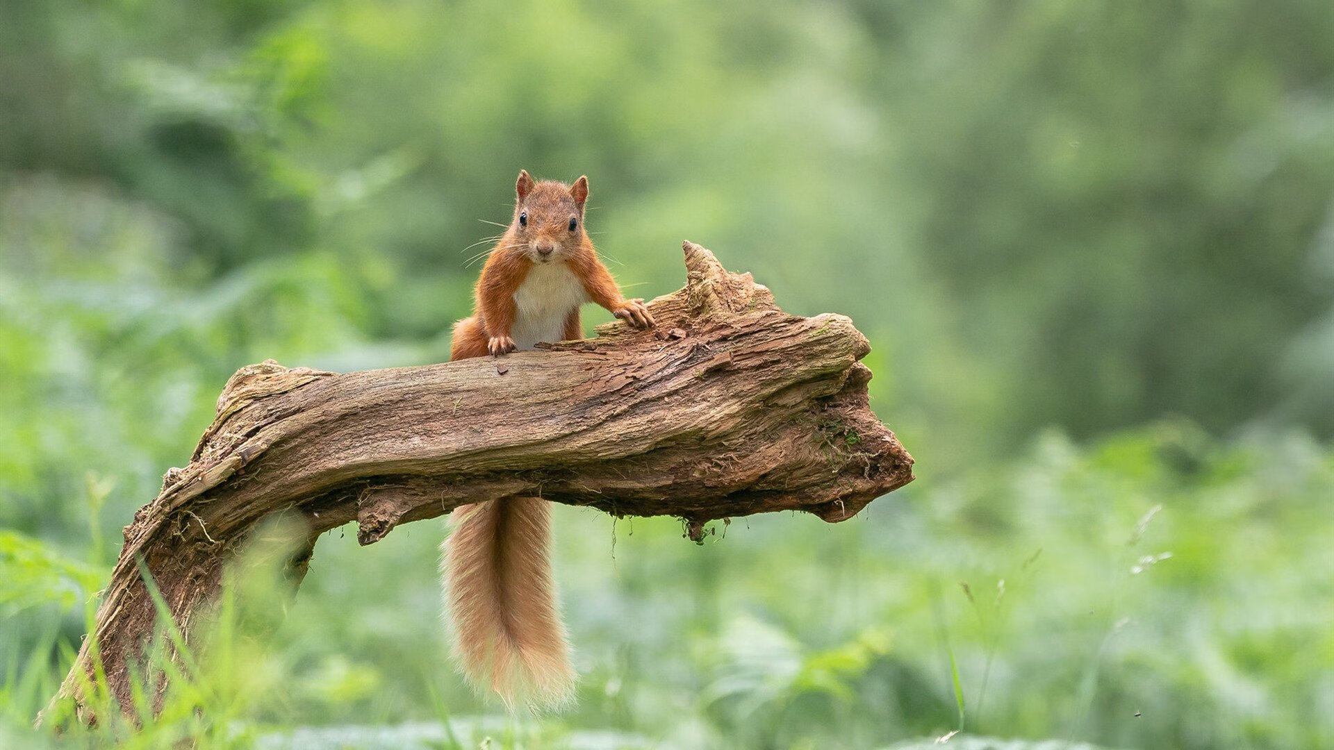绿茵启示录,当桑巴的终结遇见红色的关键先生