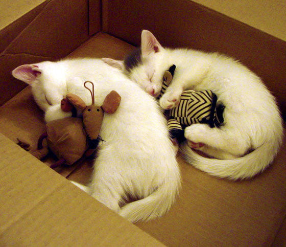 改写剧本，独行侠强势拿下快船，西亚卡姆成为关键先生