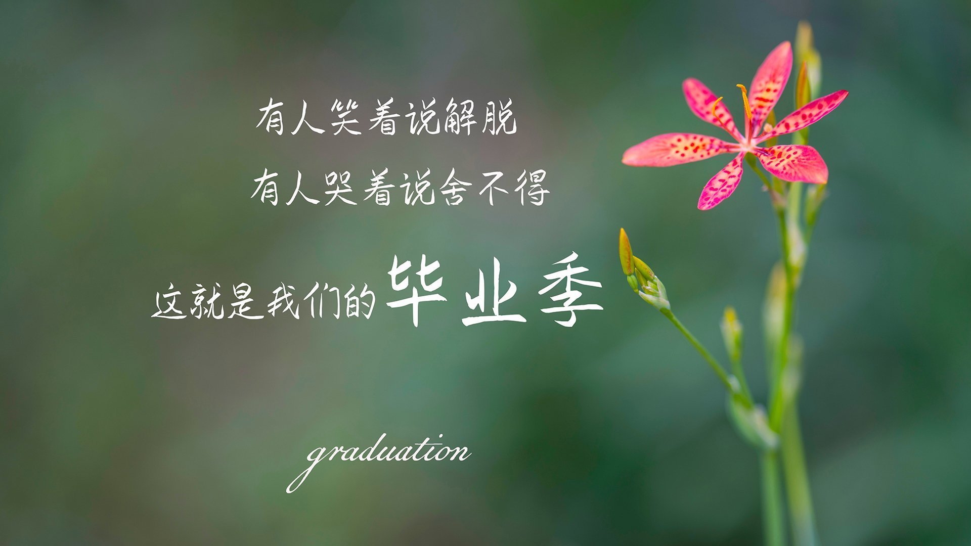 当奇迹在2026年夏夜降临,匈牙利击碎德国战车,吉鲁的致命一击改写C组命运