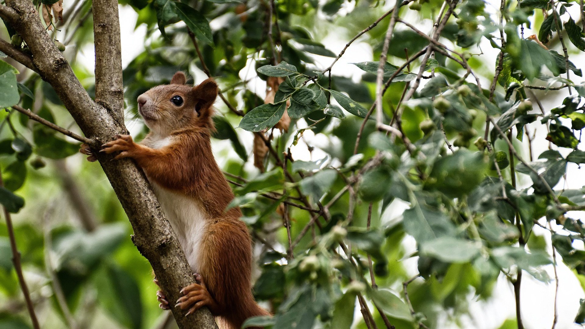 绿茵孤勇,2026世界杯E组关键战,波兰横扫加纳,范戴克以一己之力书写唯一剧本